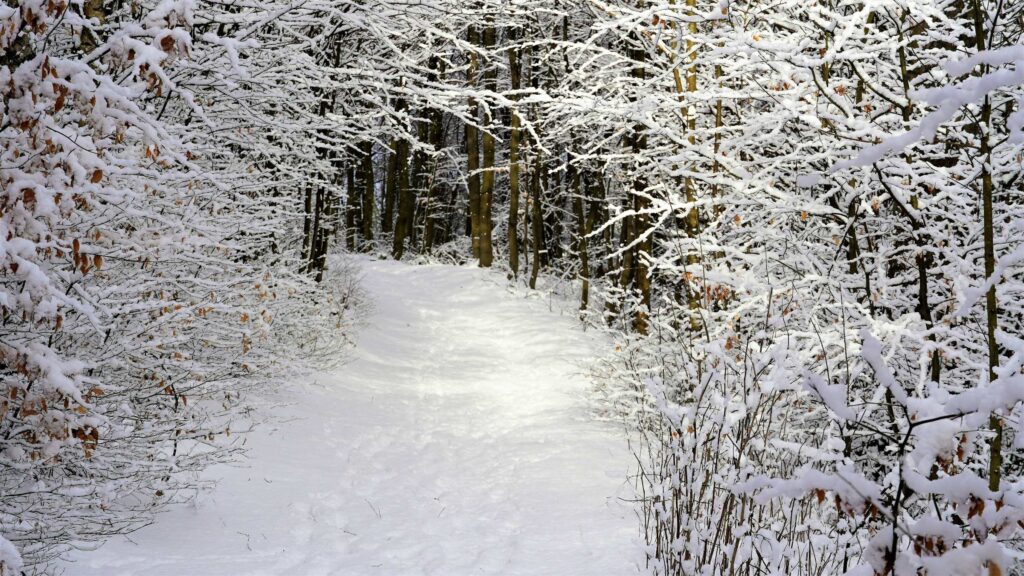 Fragment ścieżki przyrodniczo-leśnej zimą Biały Bór