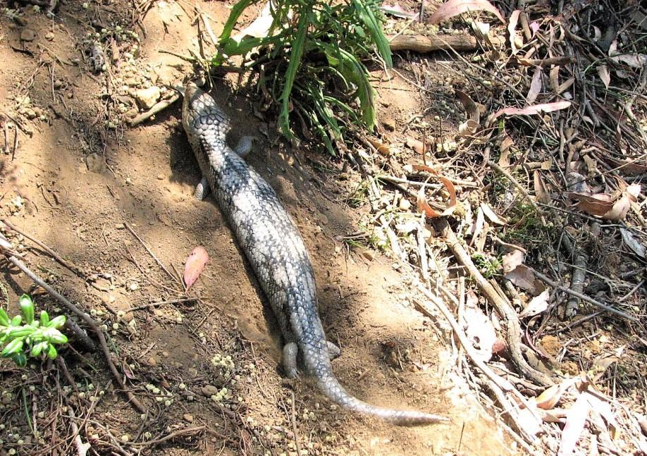 blutongue niebieskojęzyczna jaszczurka Góry Grampians Australia