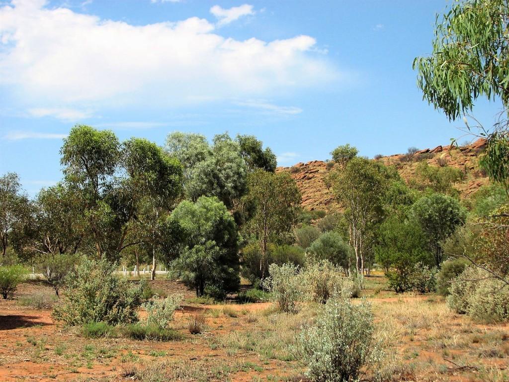 botaniczny ogród w Alice Springs