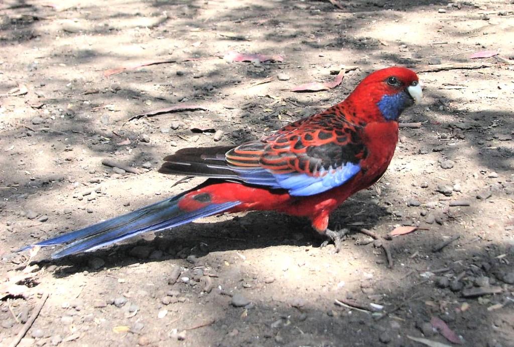 czerwono-niebieska papuga w Kennett River na trasie Great Ocean Road Australia Crimson rosella (rozella królewska)