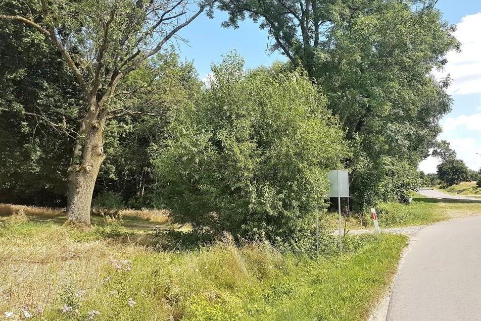 drzewa przy ulicy miejsce gdzie niebieski szlak skręca w lewo od głównej drogi Szastarka