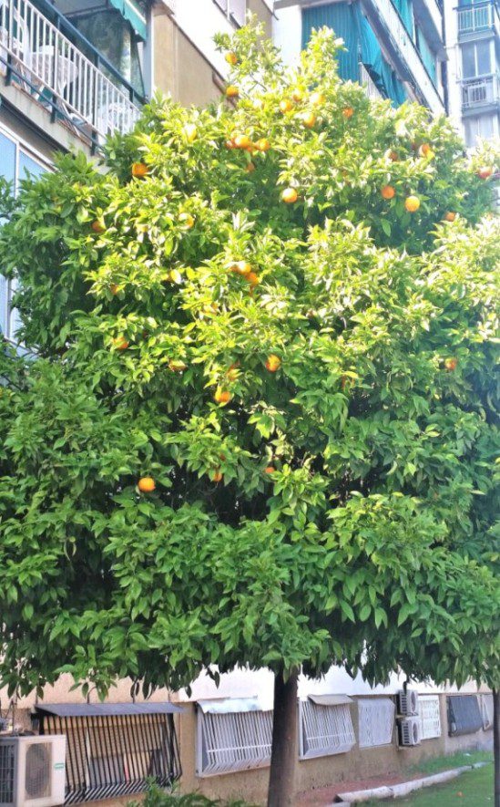 drzewko pomarańczowe Barcelona
