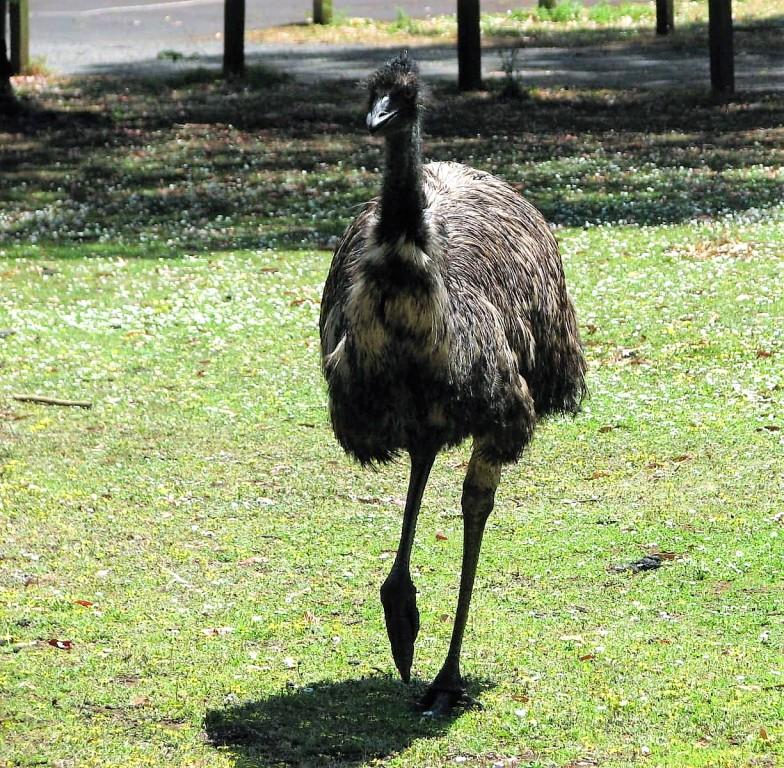 emu w parku idące na wprost
