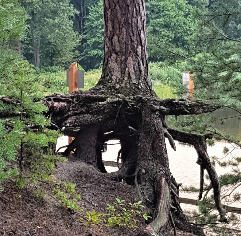 erozja glebowa korzenie drzewa