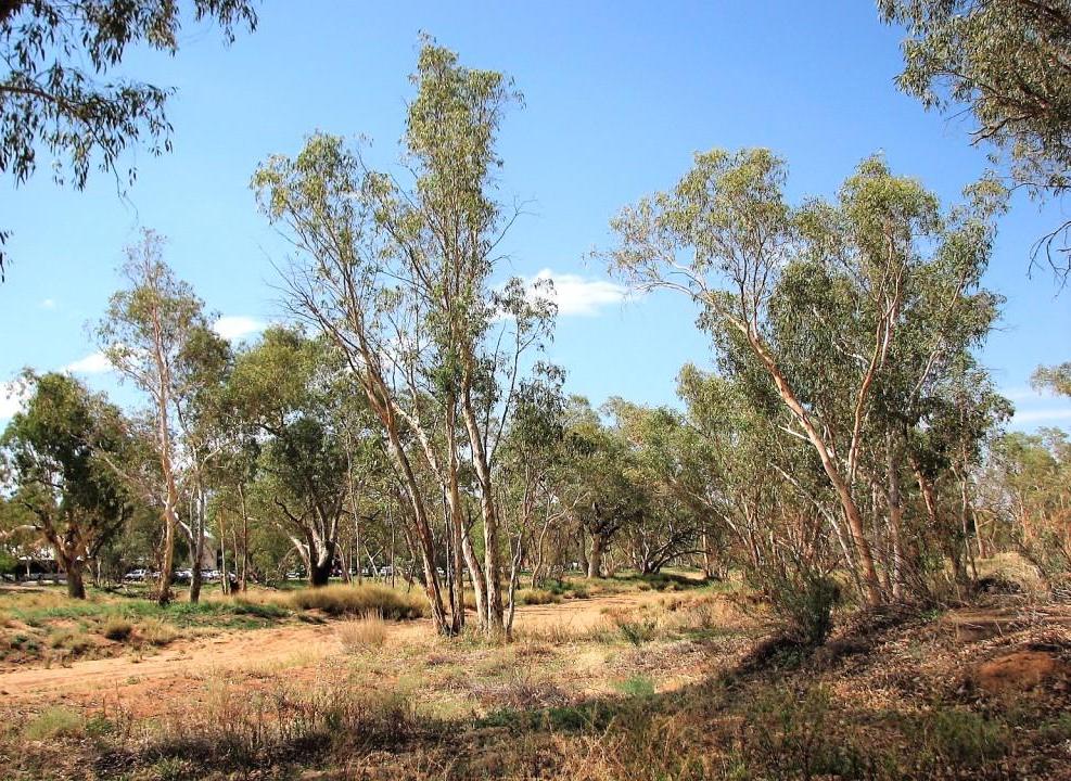 eukaliptusy rosnące wzdłuż koryta rzeki Todd