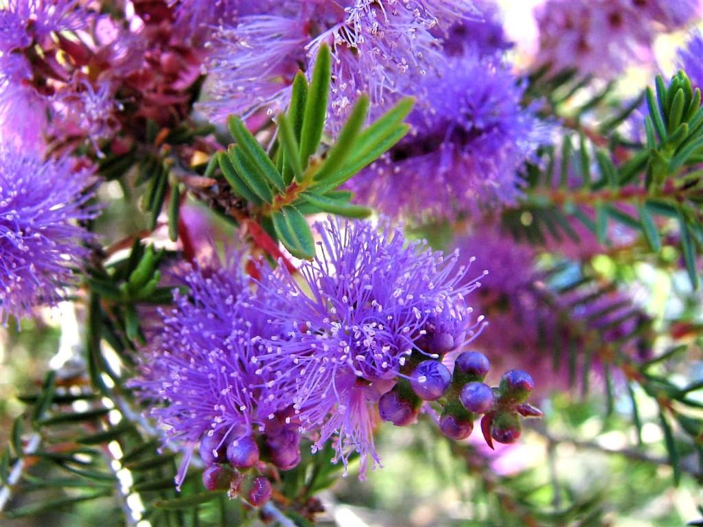 fioletowe puchate kwiatki w Górach Grampian Australia