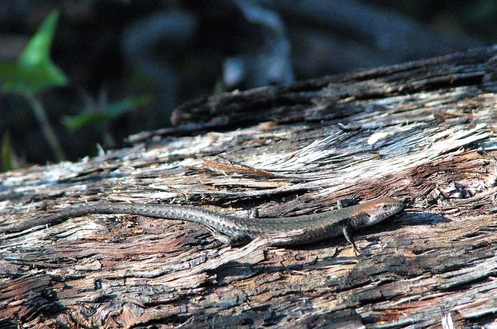 jaszczurka na przewróconym pniu drzewa Góry Grampian Australia