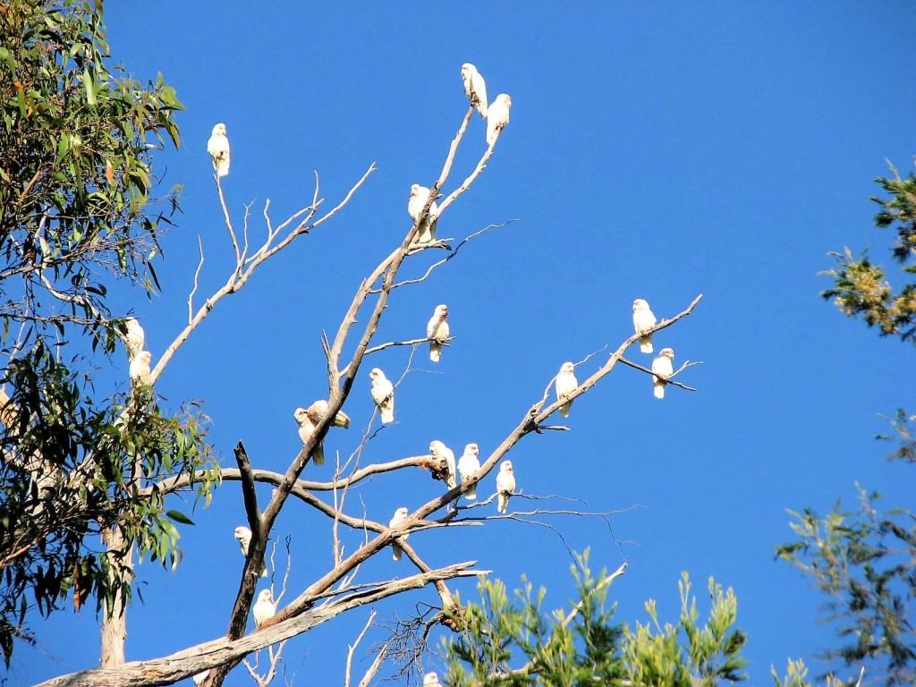 kakadu sinookie w gałęziach drzew Góry Grampians Australia