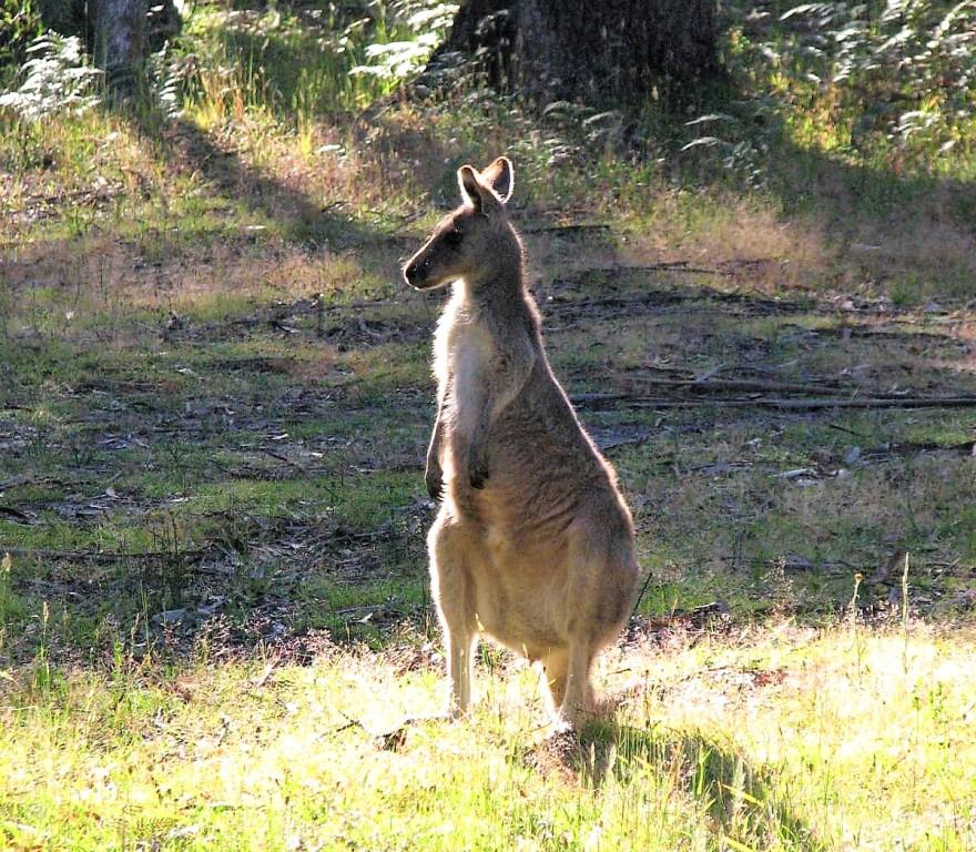 kangur na łące o poranku Halls Gap Góry Grampian Australia