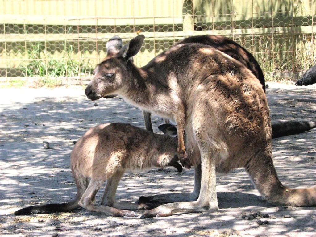 kangurzyca karmiąca młode Maru Koala Park Phillip Island