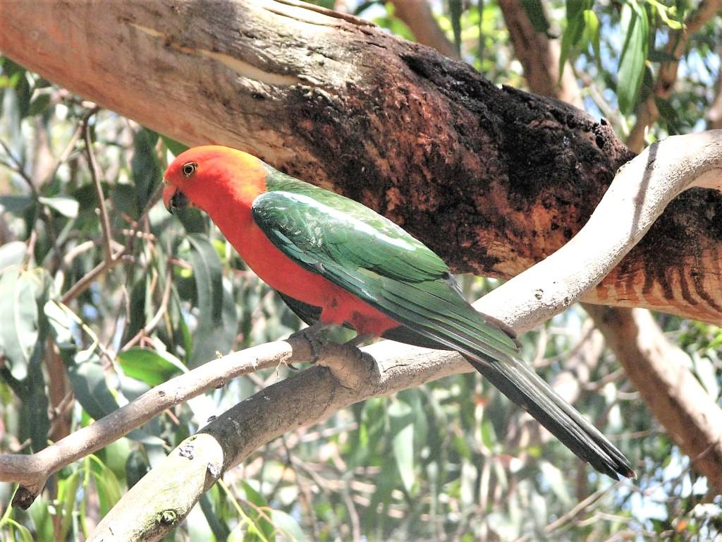 king parrot szkarłatka królewska w Kennett River Australia