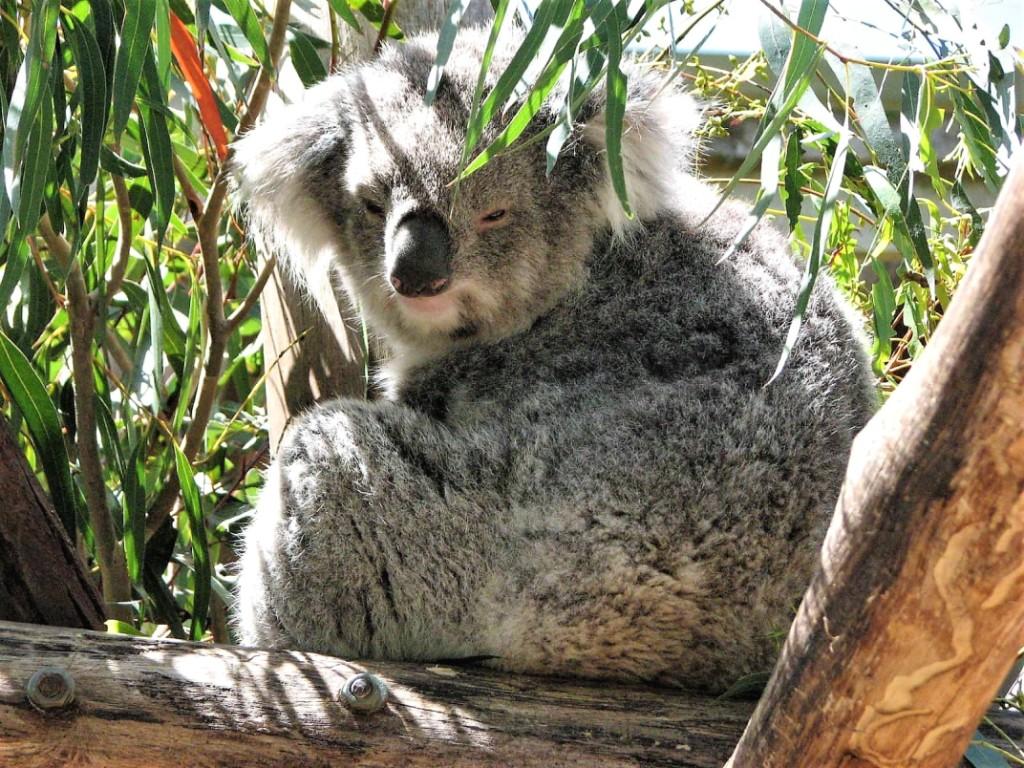 koala na drzewie maru koala park Phillip Island