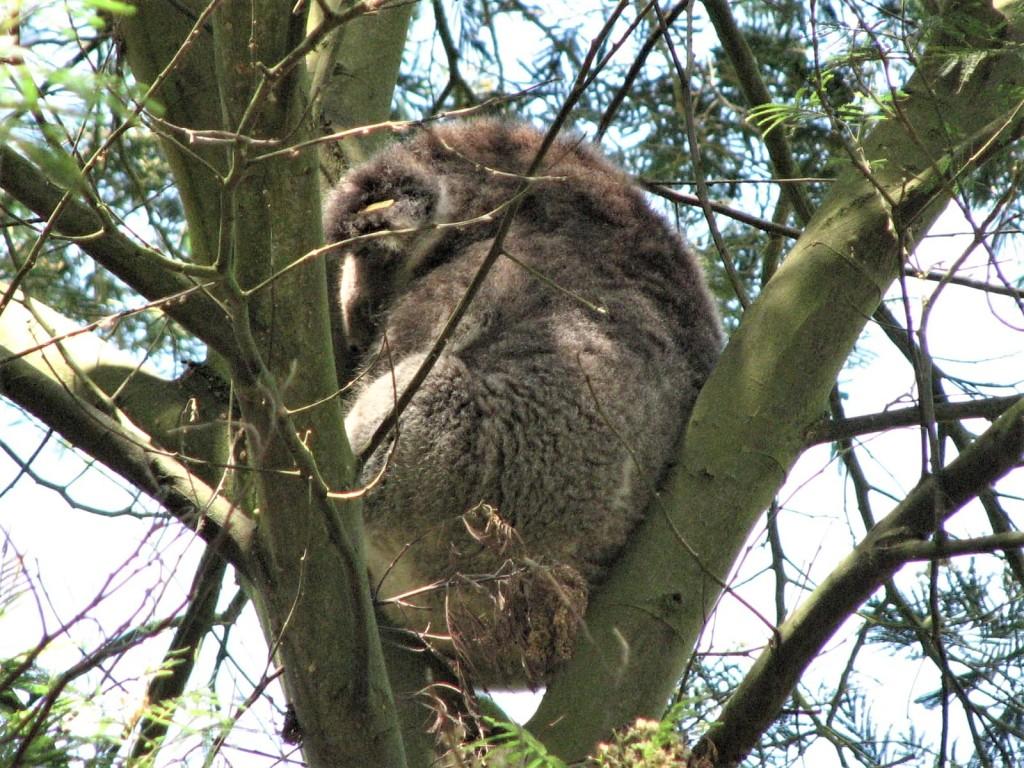 koala na drzewie w parku