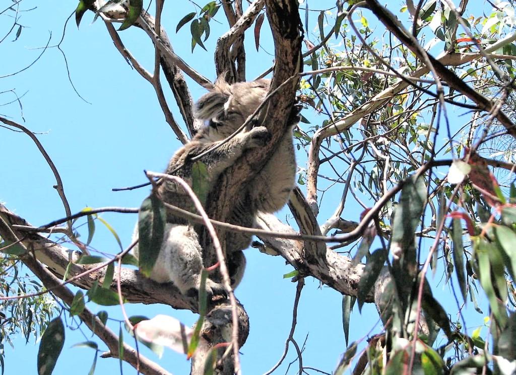 koala w gałęziach drzewa Kennett River Australia