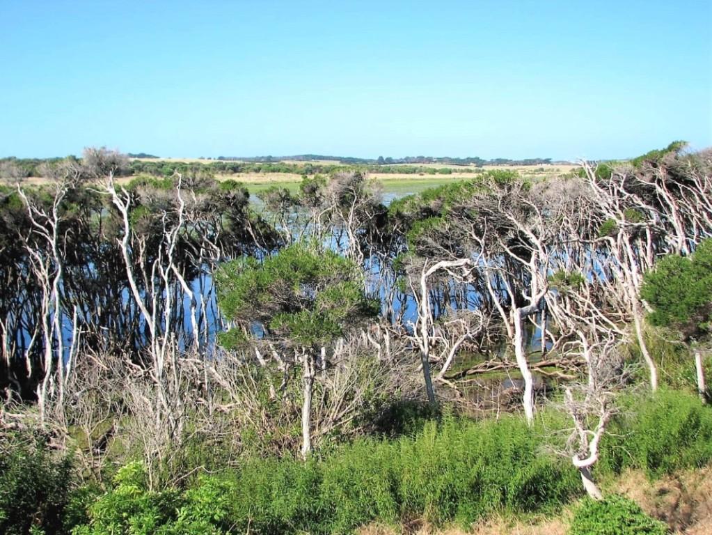 las i krzewy nad jeziorem Phillip Island