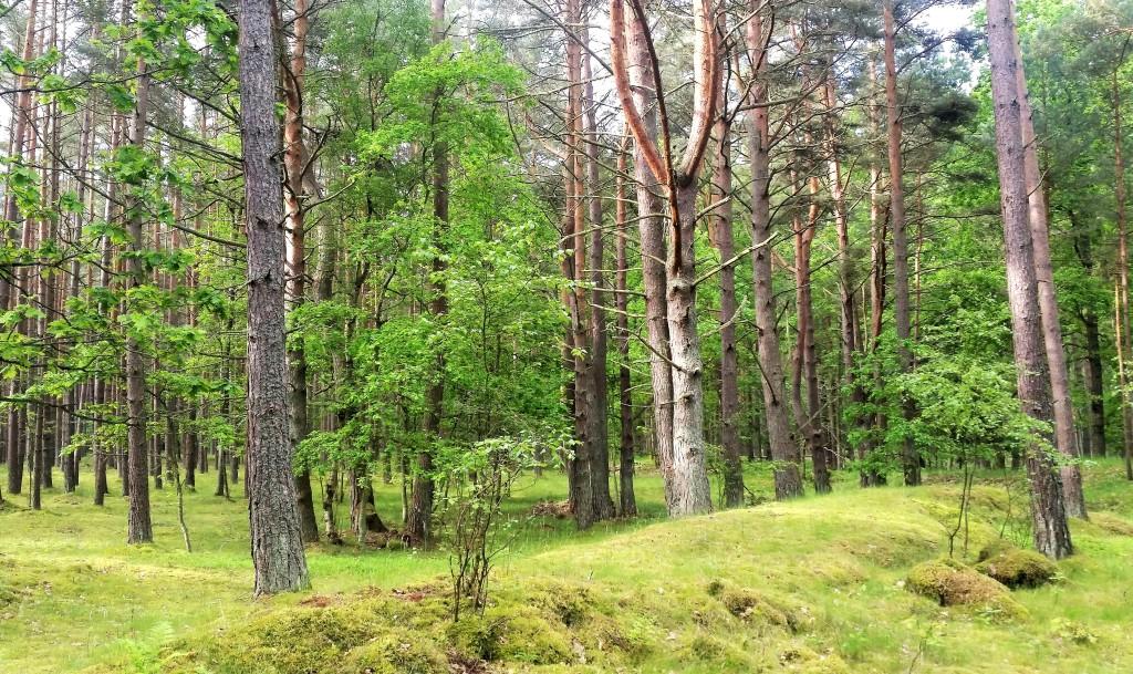 las na trasie Smołdziński Las Rowy