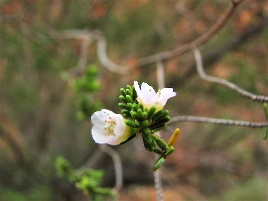 małe białe kwiatki aborygeńskie cukierki