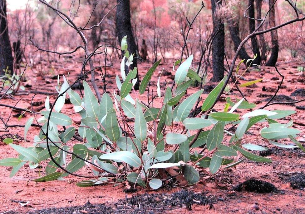 nowe życie roślin po przejściu pożaru na pustyni australijskiej