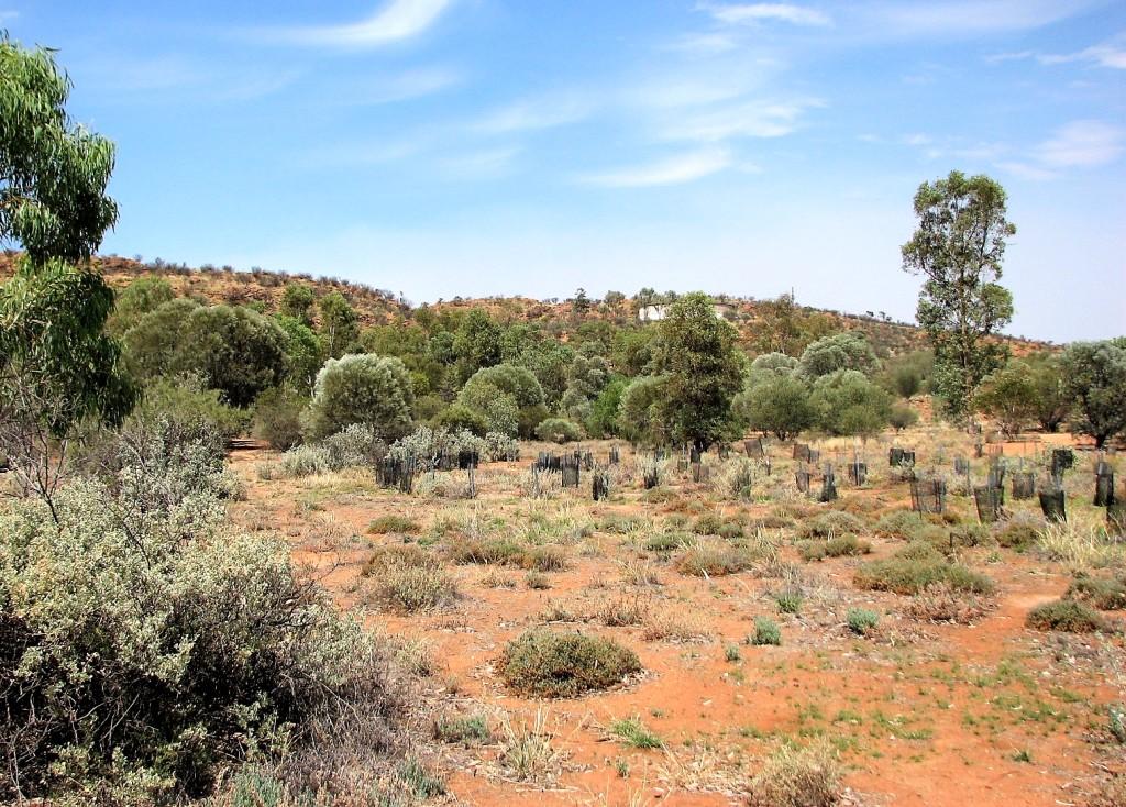 ogród botaniczny w Alice Springs