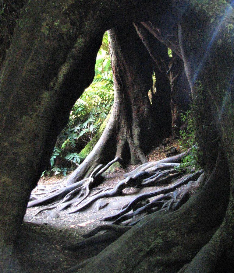 olbrzymie pnie i korzenie drzew pod którymi można przejść w Maits Rest w Otway National Park Australia