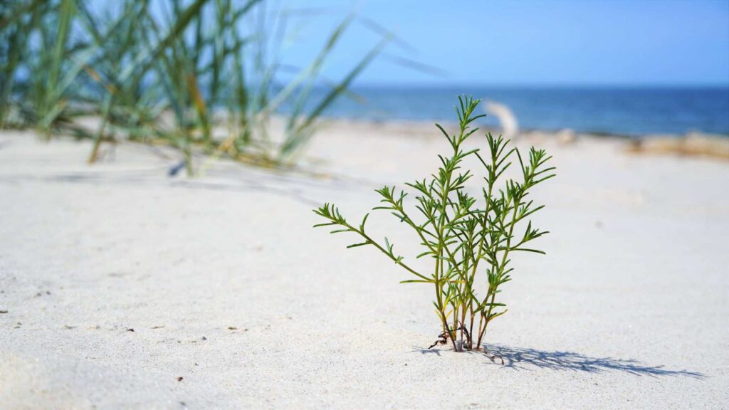 roślinność na plaży Wisełka