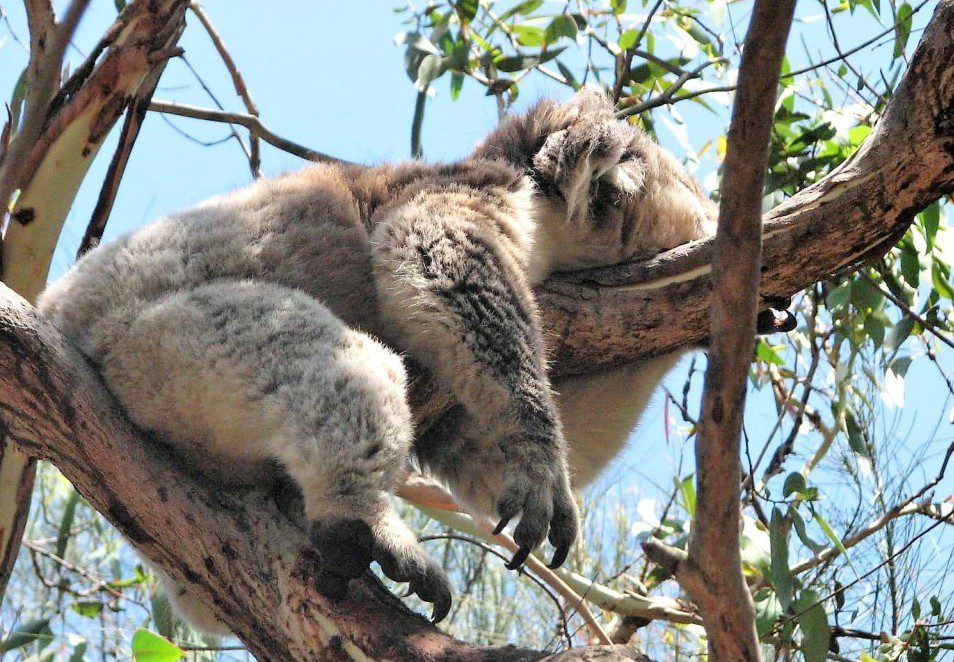 śpiący koala