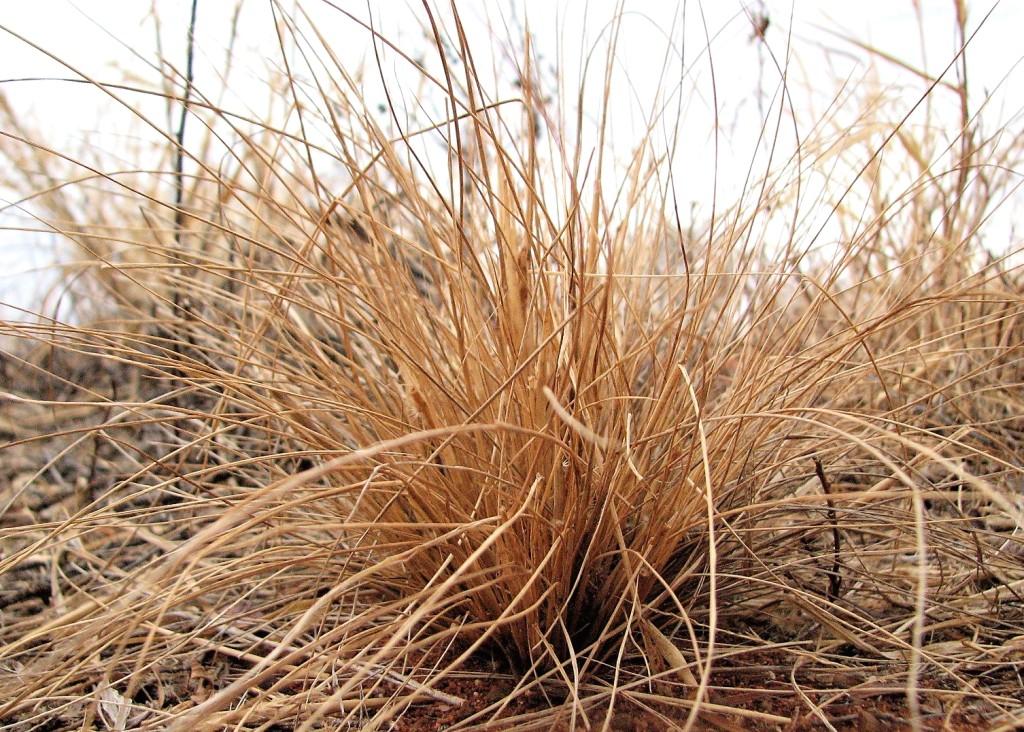 sucha kępka trawy na pustyni australijskiej spinifex