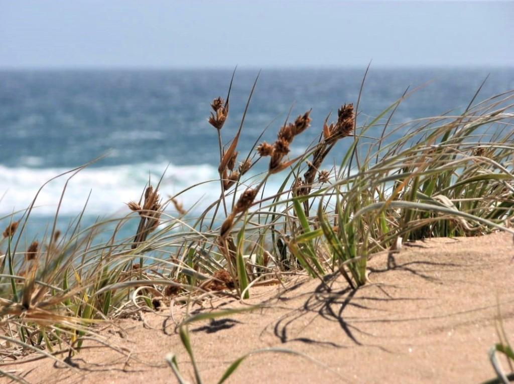 trawy na wydmach plaża Phillip Island