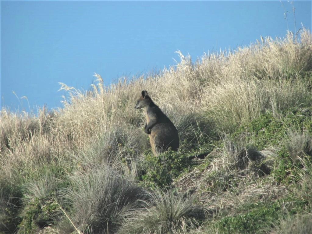 wallaby wśród traw Phillip Island