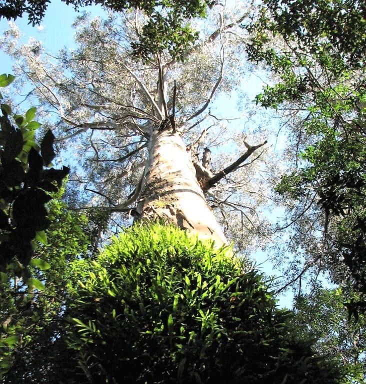 wielkie drzewo w Maits Rest Rainforest Walk w Parku Narodowym Otway Australia