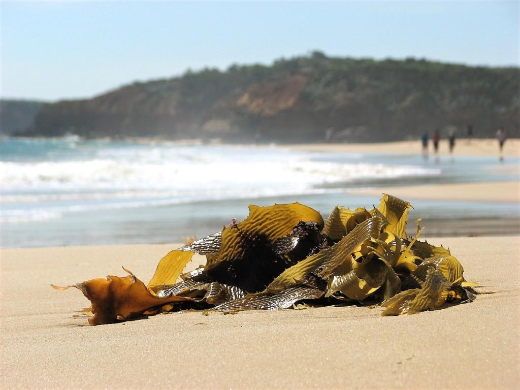 wielkie glony na plaży Bay of Martyrs Great Ocean Road Australia