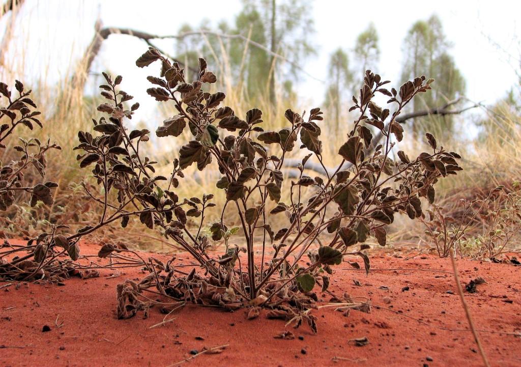 wysuszona roślinność na australijskiej pustyni
