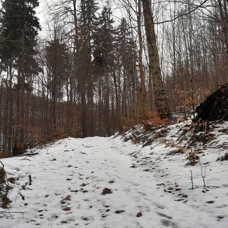 Leśna droga przykryta śniegiem żółty szlak na Chełmiec