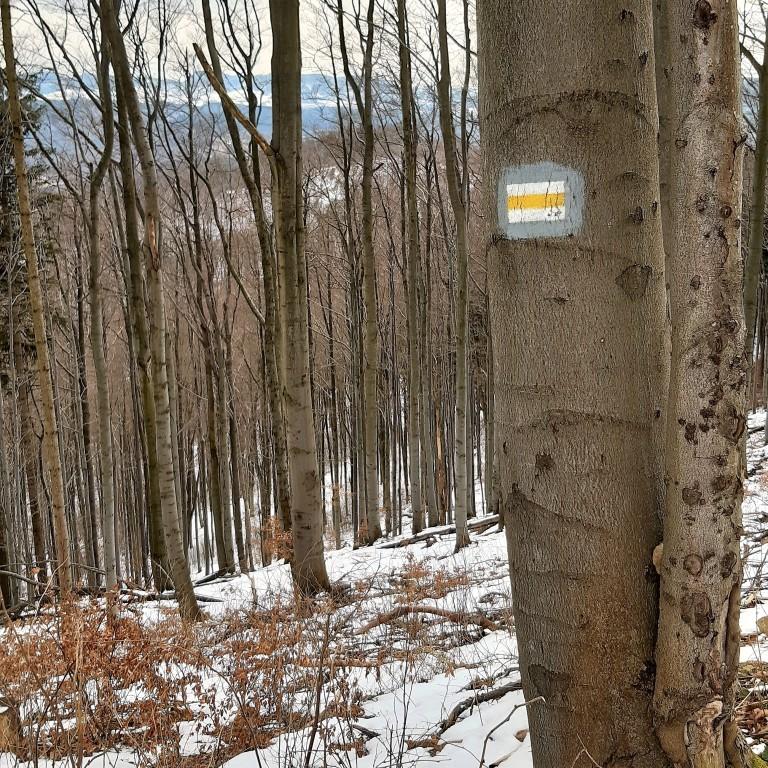 Oznaczenie żółtego szlaku przy podejściu na Chełmiec oraz skrawki panoramy gór prześwitujące przez drzewa