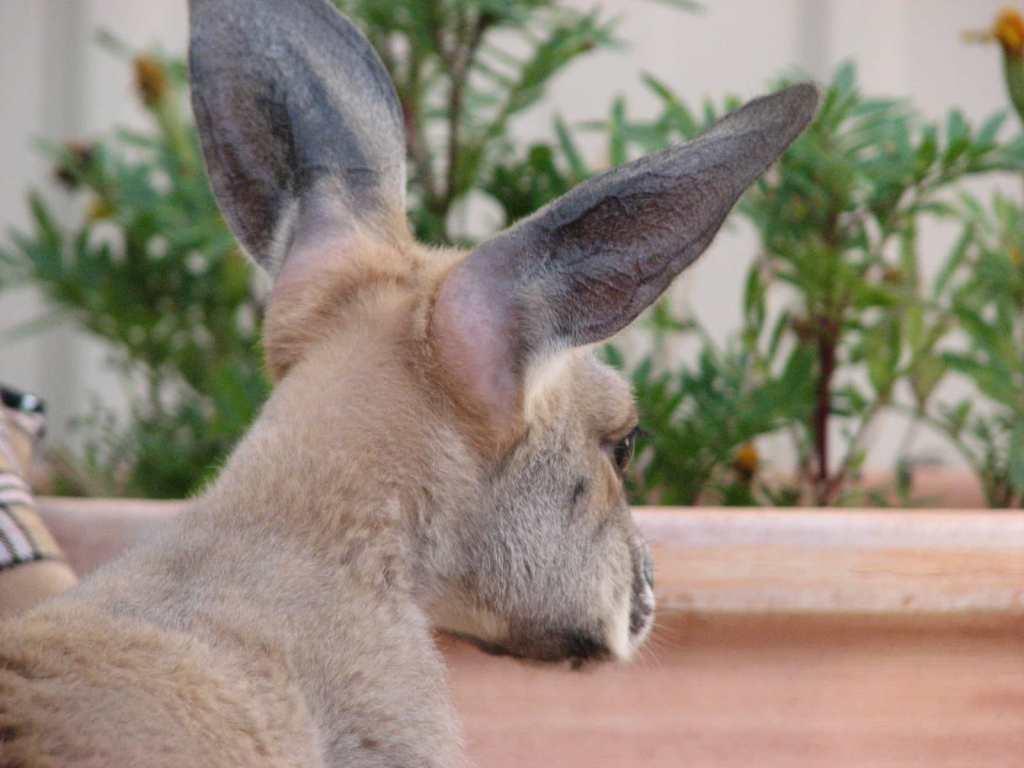 brak sierści za uszami u małego kangurka