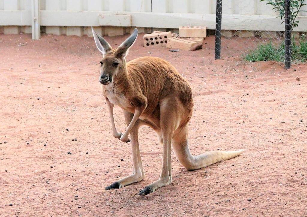 kangur w Josephines Gallery w Coober Pedy Australia