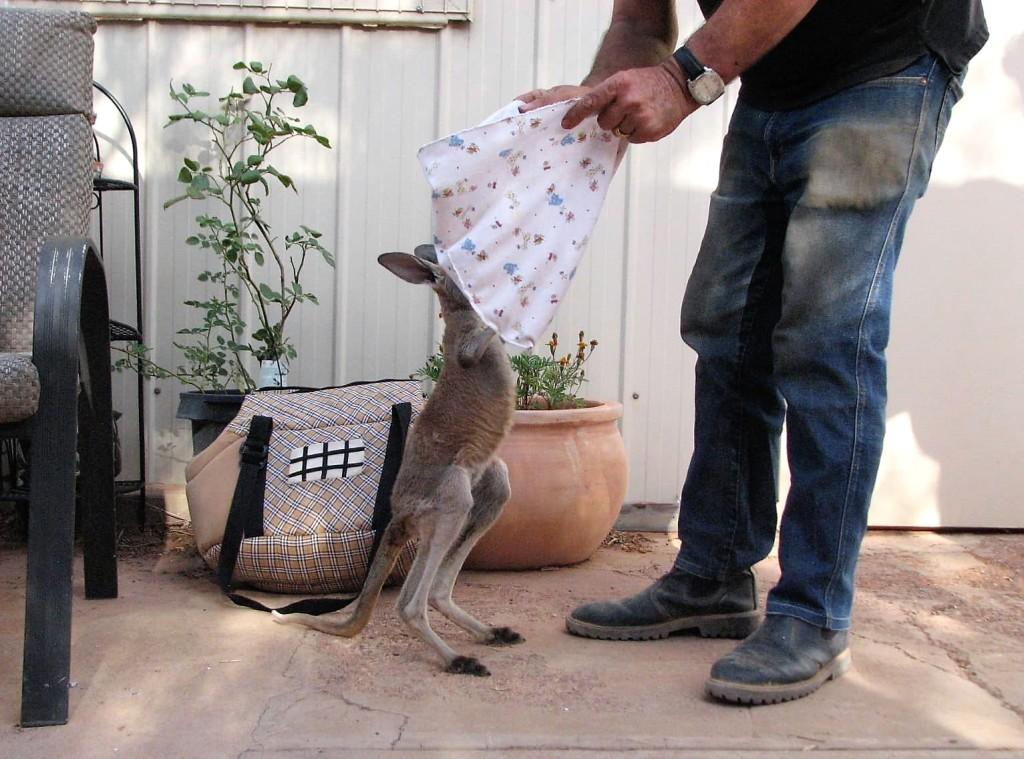 kangurek wskakujący do torby z materiału etap 1