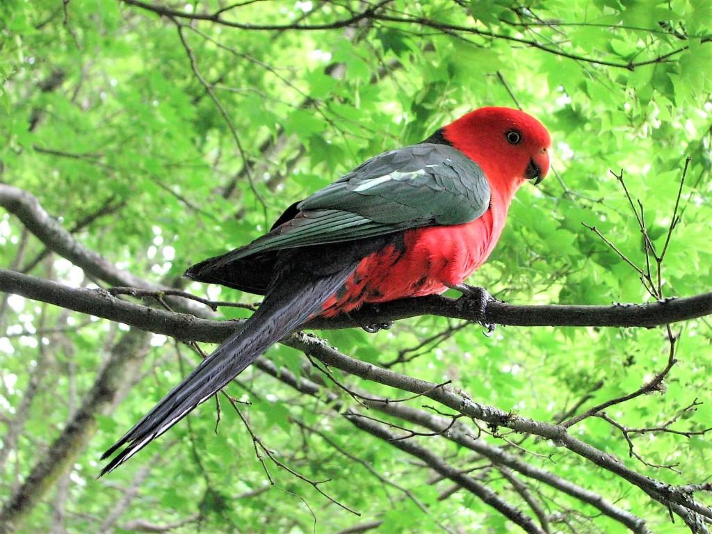 king parrot szkarłatka królewska