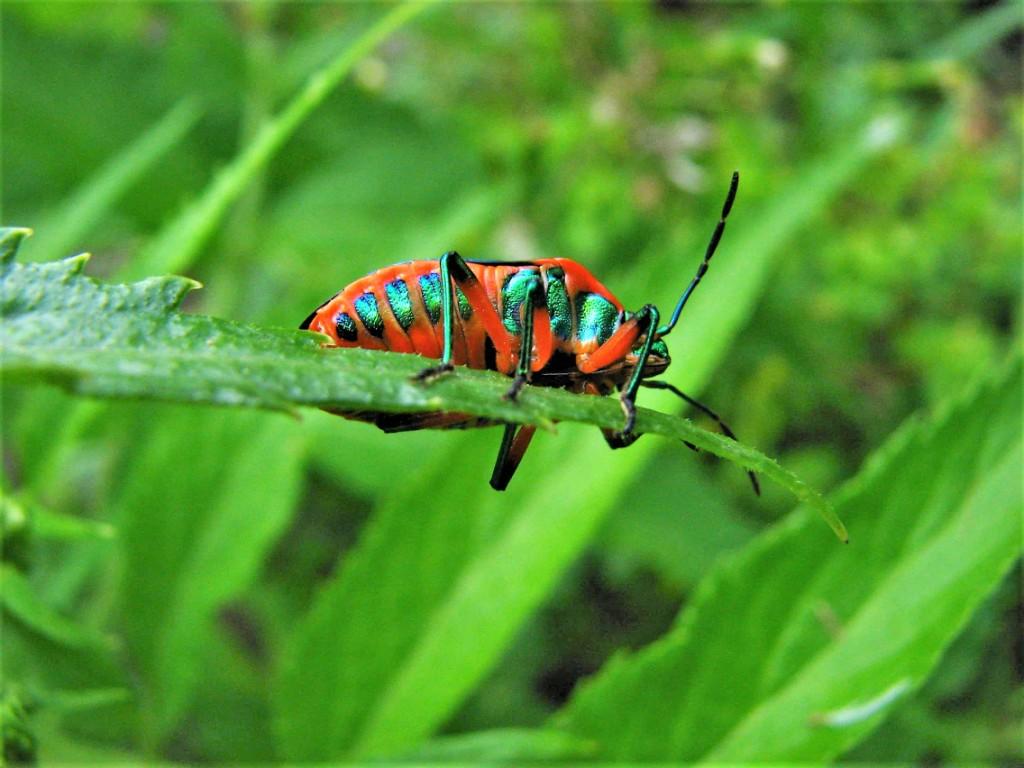 kolorowy chrząszcz na liściu