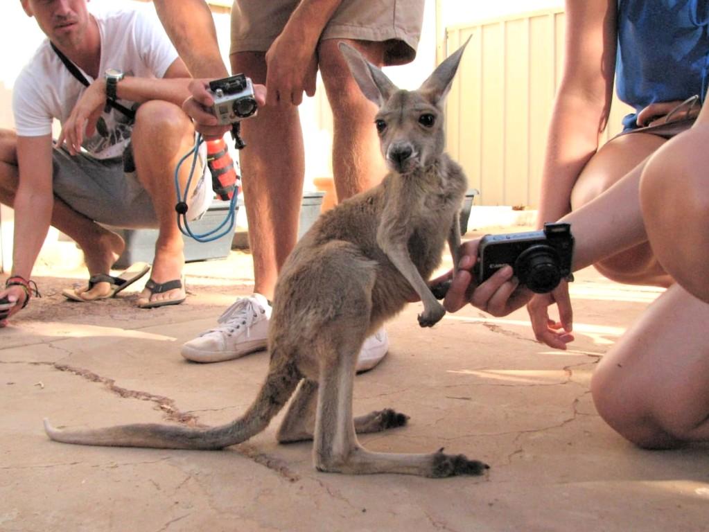małe kangurze dziecko w sierocińcu dla kangurów Josephine Gallery w Coober Pedy