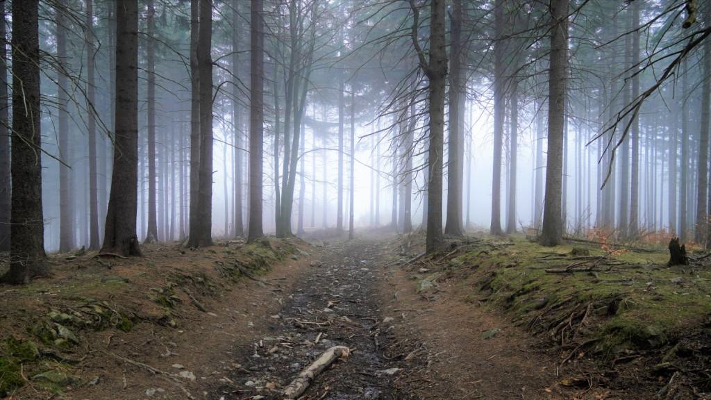 mglisty las w Górach Sowich