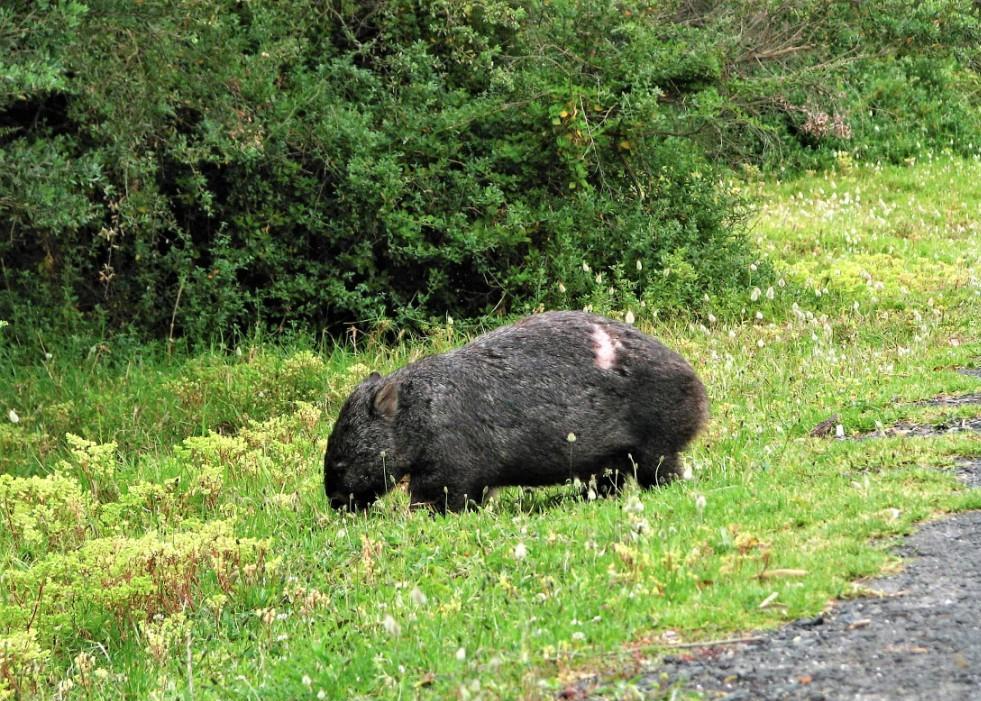 wombat spacerujący po polu kampingowym w Wilsons Promontory Park