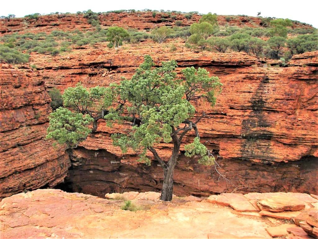 zielone drzewo na tle suchych czerwonych skał