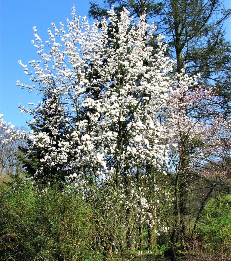 kwitnące drzewo magnolii