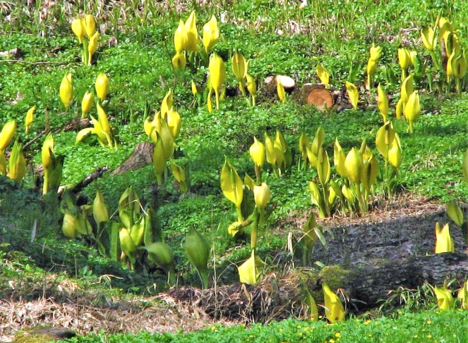 kwitnące żółto tulejniki amerykańskie
