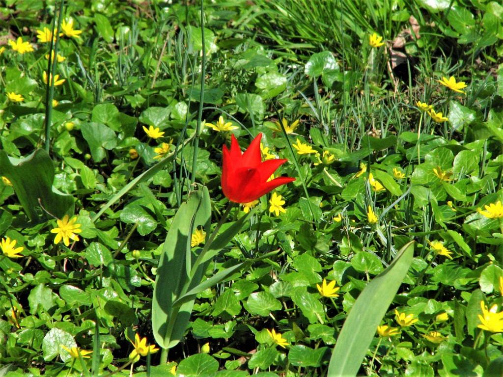 kwitnący czerwony tulipan pośród wiosennej zieleni