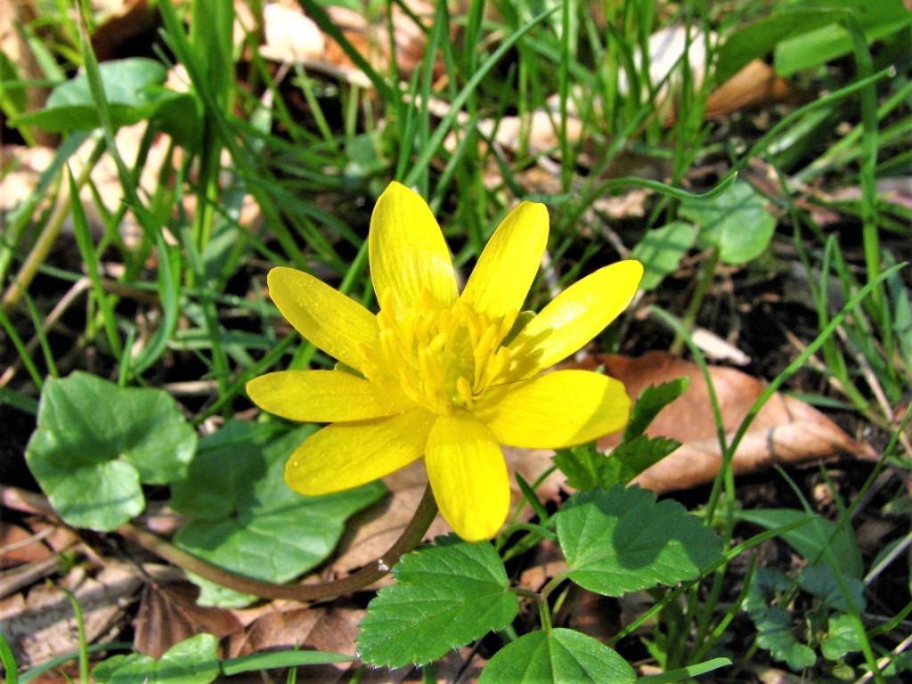 kwitnący ziarnopłon wiosenny żółty kwiat na tle zielonych liści