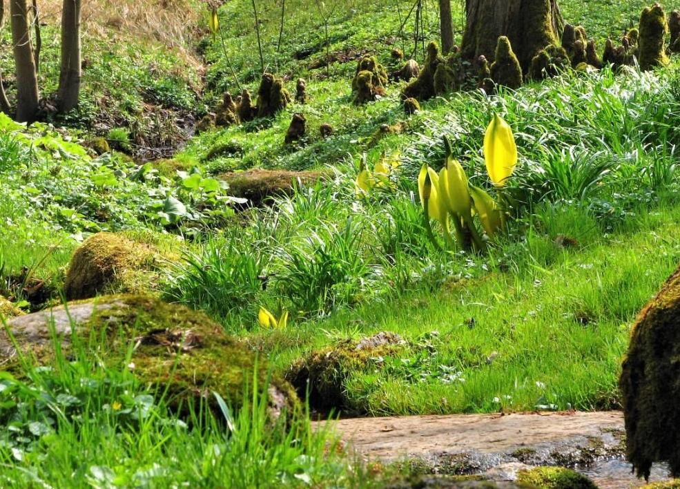 tulejniki amerykańskie kwitnące nad strumieniem Ogród Dendrologiczny w Przelewicach