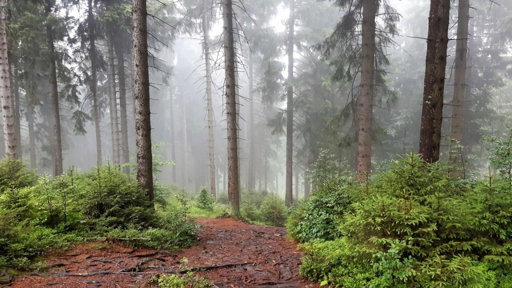 Mglisty las droga na Rudawiec w Górach Bialskich Kotlina Kłodzka